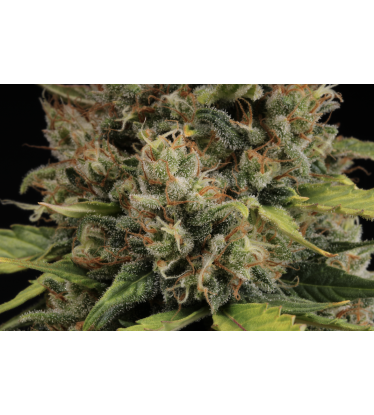 🪴 CBD Critical XXL© | Graines Cannabis Autofloraison | Achetez sur Seedstockers.fr 🐿️