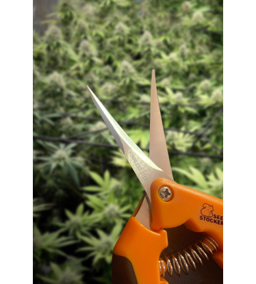 ✂️ Ciseaux Courbés de Coupe | Outil de Récolte | Acheter sur seedstockers.fr 🐿️