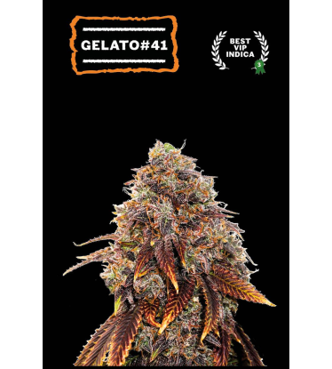 🪴 Gelato 41 | Graines de cannabis Féminisées | Achetez sur Seedstockers.fr 🐿️
