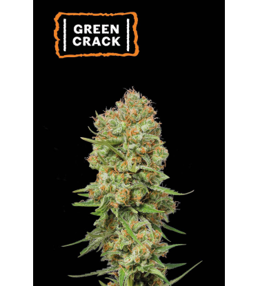 🪴 Green Crack | Graines de cannabis Féminisées | Achetez sur Seedstockers.fr 🐿️