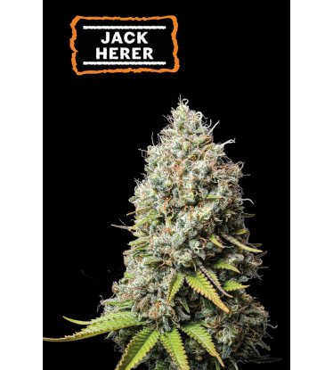 🪴 Jack Herer | Graines de cannabis Féminisées | Achetez sur Seedstockers.fr 🐿️