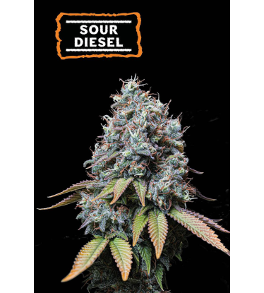 🪴 Sour Diesel | Graines de cannabis Féminisées | Achetez sur Seedstockers.fr 🐿️