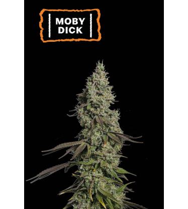 🪴 Moby Dick | Graines Cannabis Autofloraison | Achetez sur Seedstockers.fr 🐿️