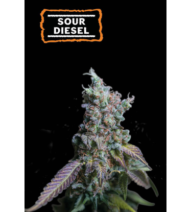 🪴 Sour Diesel | Graines Cannabis Autofloraison | Achetez sur Seedstockers.fr 🐿️