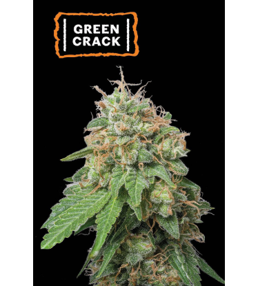 🪴 Green Crack | Graines Cannabis Autofloraison | Achetez sur Seedstockers.fr 🐿️