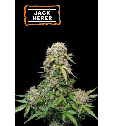 🪴 Jack Herer | Graines Cannabis Autofloraison | Achetez sur Seedstockers.fr 🐿️
