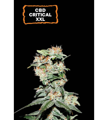 🪴 CBD Critical XXL© | Graines Cannabis Autofloraison | Achetez sur Seedstockers.fr 🐿️
