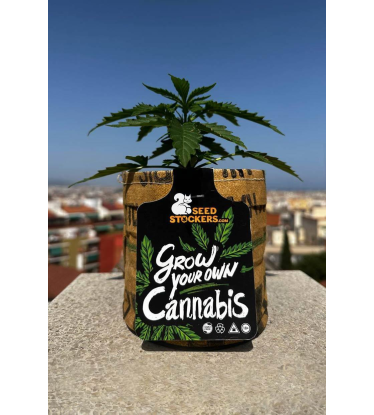 🌱 Kit de Culture | Coffret Complet pour Débuter | Acheter sur seedstockers.fr 🐿️