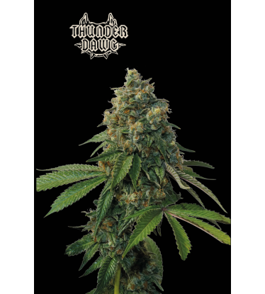 🪴 Thunder Dawg© | Graines régulières de cannabis | Achetez sur Seedstockers.fr 🐿️