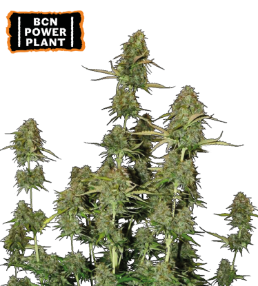 🪴 BCN Power Plant© | Graines Cannabis Autofloraison | Achetez sur Seedstockers.fr 🐿️