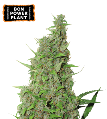 🪴 BCN Power Plant© | Graines de cannabis Féminisées | Achetez sur Seedstockers.fr 🐿️
