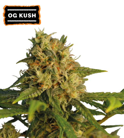 O.G. Kush Fem