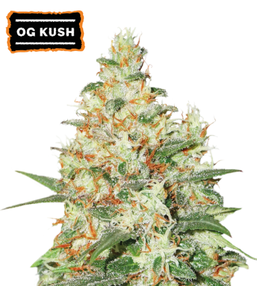 🪴 OG Kush | Graines Cannabis Autofloraison | Achetez sur Seedstockers.fr 🐿️