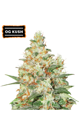 O.G. Kush Auto