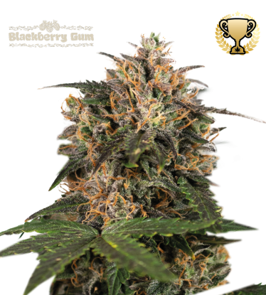 🪴 Blackberry Gum© | Graines de cannabis Féminisées | Achetez sur Seedstockers.fr 🐿️