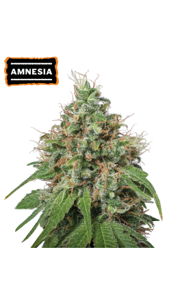 Amnesia Fem