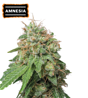 🪴 Amnesia Haze | Graines Cannabis Autofloraison | Achetez sur Seedstockers.fr 🐿️