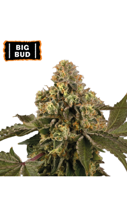 Big Bud Auto