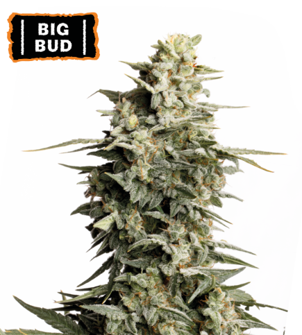 Big Bud Fem