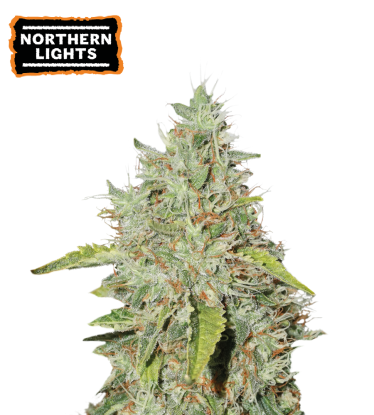 🪴 Northern Lights | Graines de cannabis Féminisées | Achetez sur Seedstockers.fr 🐿️