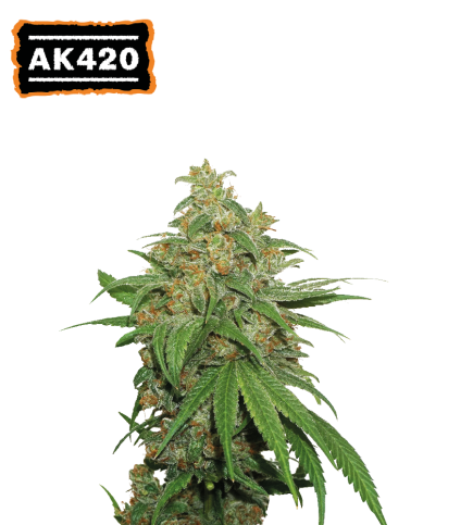 AK420© Auto