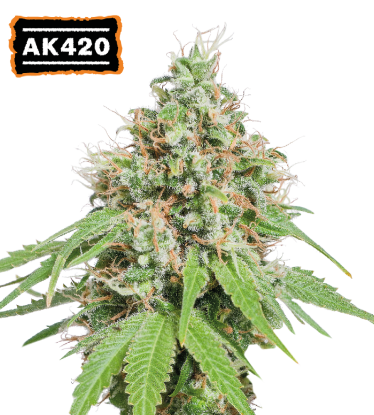 🪴 AK420 | Feminized Cannabis Seeds | Shop at Seedstockers UK 🐿️