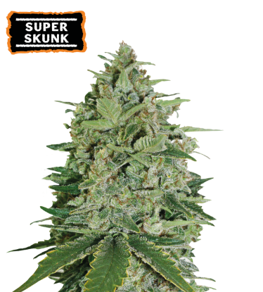 🪴 Super Skunk | Graines de cannabis Féminisées | Achetez sur Seedstockers.fr 🐿️