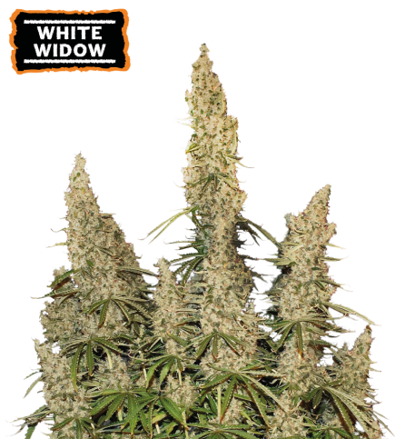 White Widow Auto