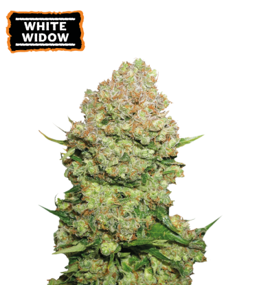 🪴 White Widow | Graines de cannabis Féminisées | Achetez sur Seedstockers.fr 🐿️