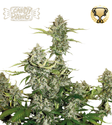 🪴 Candy Dawg© | Graines Cannabis Autofloraison | Achetez sur Seedstockers.fr 🐿️