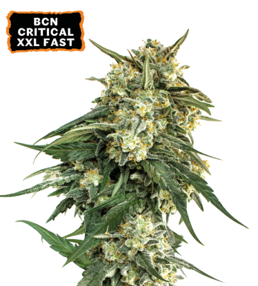 🪴 BCN Critical XXL© | Fast Cannabis Seeds | Shop at Seedstockers UK 🐿️