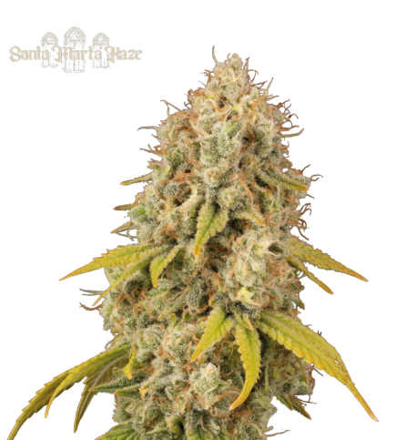 Santa Marta Haze© Feminized