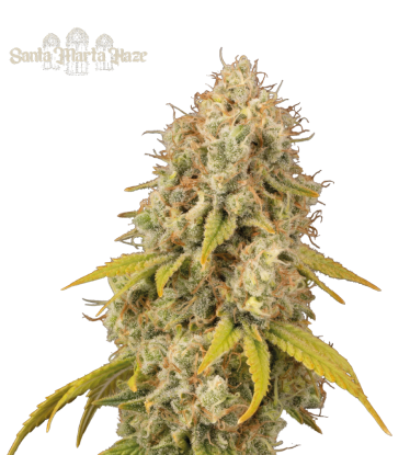 🪴 Santa Marta Haze© | Graines de cannabis Féminisées | Achetez sur Seedstockers.fr 🐿️