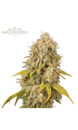 Santa Marta Haze© Feminized