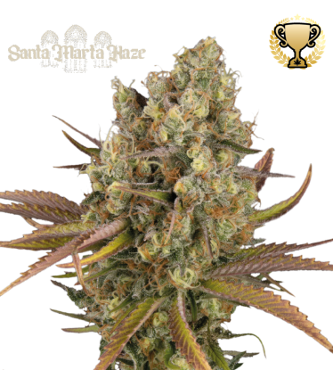 🪴 Santa Marta Haze© | Graines Cannabis Autofloraison | Achetez sur Seedstockers.fr 🐿️