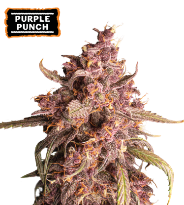 🪴 Purple Punch | Graines Cannabis Autofloraison | Achetez sur Seedstockers.fr 🐿️