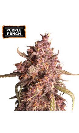 Purple Punch Auto