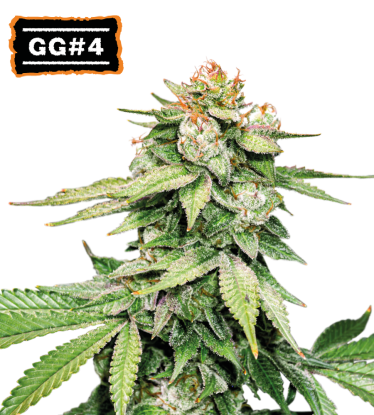 🪴 GG#4 (AKA Gorilla Glue) Graines Cannabis Autofloraison | Achetez sur Seedstockers.fr 🐿️