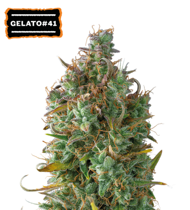 🪴 Gelato 41 | Graines Cannabis Autofloraison | Achetez sur Seedstockers.fr 🐿️