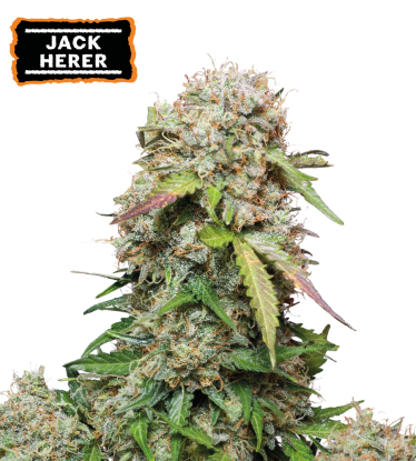 🪴 Jack Herer | Graines Cannabis Autofloraison | Achetez sur Seedstockers.fr 🐿️