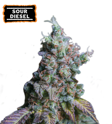 🪴 Sour Diesel | Graines Cannabis Autofloraison | Achetez sur Seedstockers.fr 🐿️
