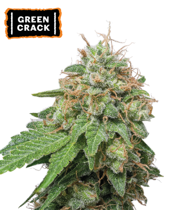 🪴 Green Crack | Graines Cannabis Autofloraison | Achetez sur Seedstockers.fr 🐿️