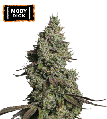 🪴 Moby Dick | Graines Cannabis Autofloraison | Achetez sur Seedstockers.fr 🐿️