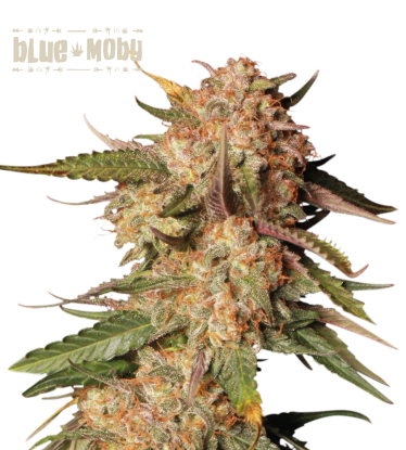 🪴 Blue Moby© | Graines Cannabis Autofloraison | Achetez sur Seedstockers.fr 🐿️