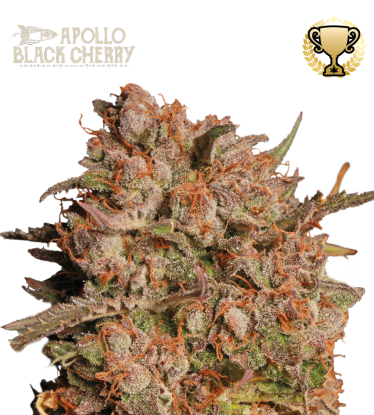 🪴 Apollo Black Cherry© | Graines Cannabis Autofloraison | Achetez sur Seedstockers.fr 🐿️