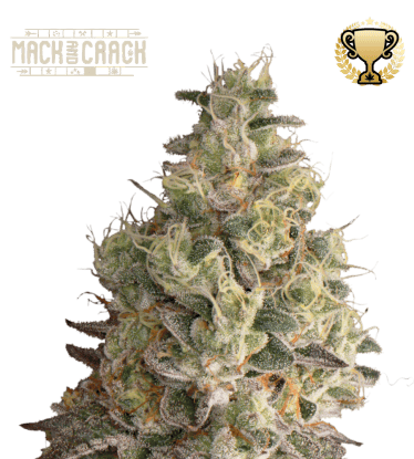 🪴 Mack and Crack© | Graines Cannabis Autofloraison | Achetez sur Seedstockers.fr 🐿️