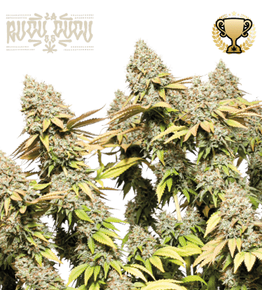 🪴 Rucu Cucu OG© | Graines Cannabis Autofloraison | Achetez sur Seedstockers.fr 🐿️