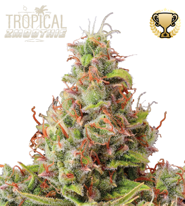 🪴 Tropical Zmoothie© | Graines Cannabis Autofloraison | Achetez sur Seedstockers.fr 🐿️