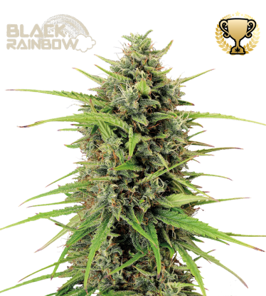 🪴 Black Rainbow© | Graines Cannabis Autofloraison | Achetez sur Seedstockers.fr 🐿️