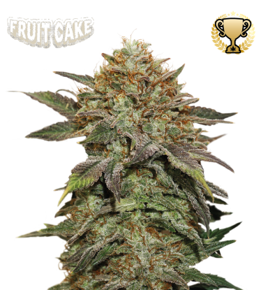 🪴 Fruit Cake© | Graines de cannabis Féminisées | Achetez sur Seedstockers.fr 🐿️